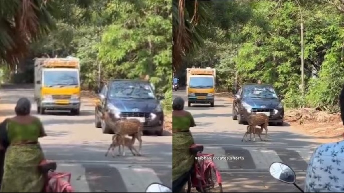 iit-madras-deer-calf-video-traffic-stops-civic-sense-viral