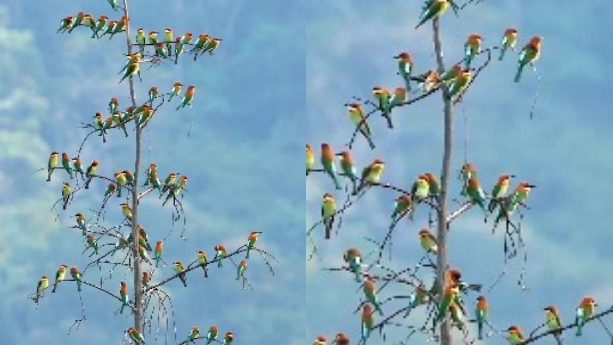 जब प्रकृति आपको संगीत सुनाए... अन्नामलाई टाइगर रिजर्व का ये वीडियो वायरल