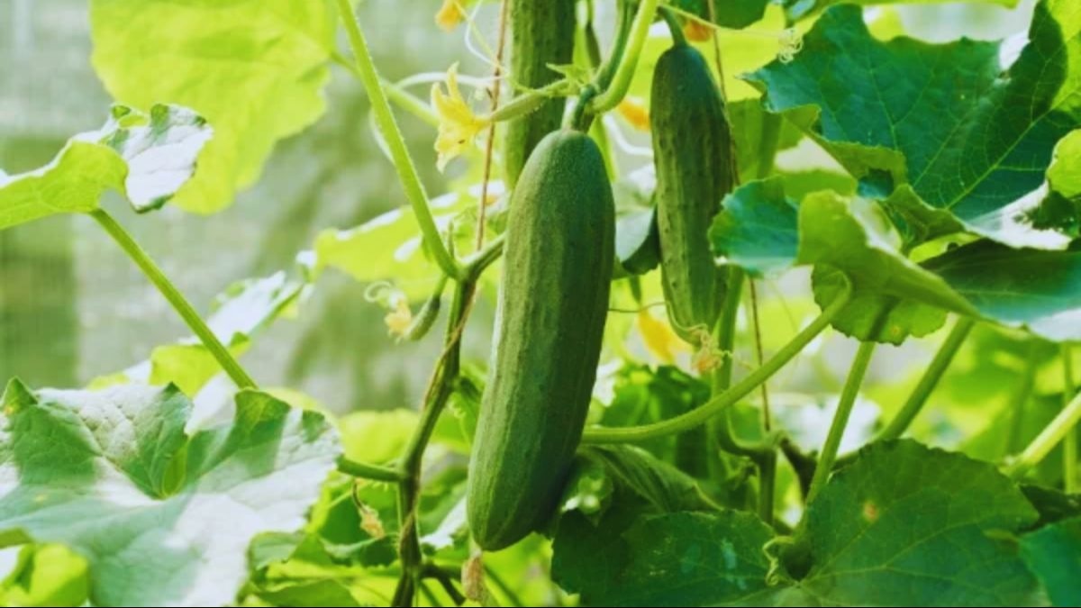 गर्मियों में खीरे की खेती से कमाई का मौका, 60 दिन में तैयार होगी फसल