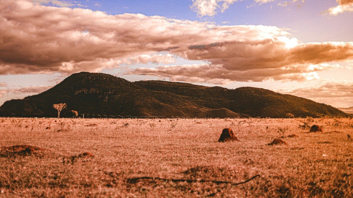 इन छोटे जीवों ने ब्राजील में बना रखा है इतना बड़ा शहर (Photo - Pexels)