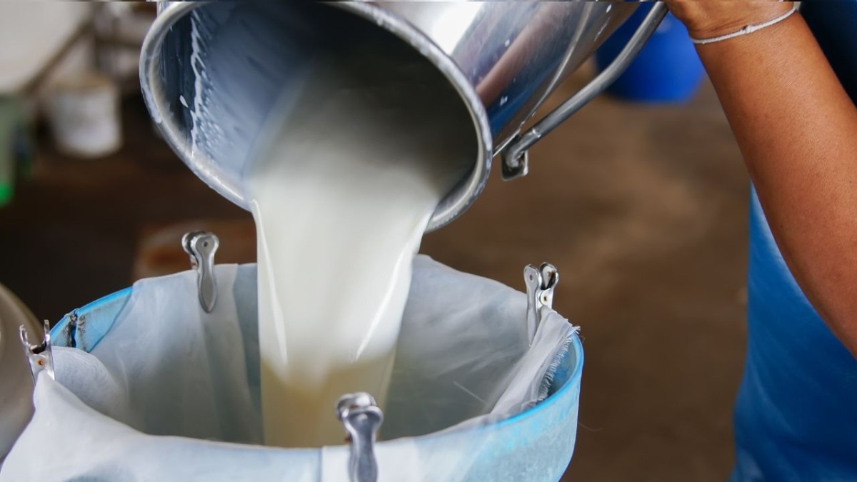 सेना को पसंद नहीं आया पंजाब के मिल्कफेड का दूध... 125 टन मिल्क पाउडर की खेप रिजेक्ट, AAP सरकार घिरी