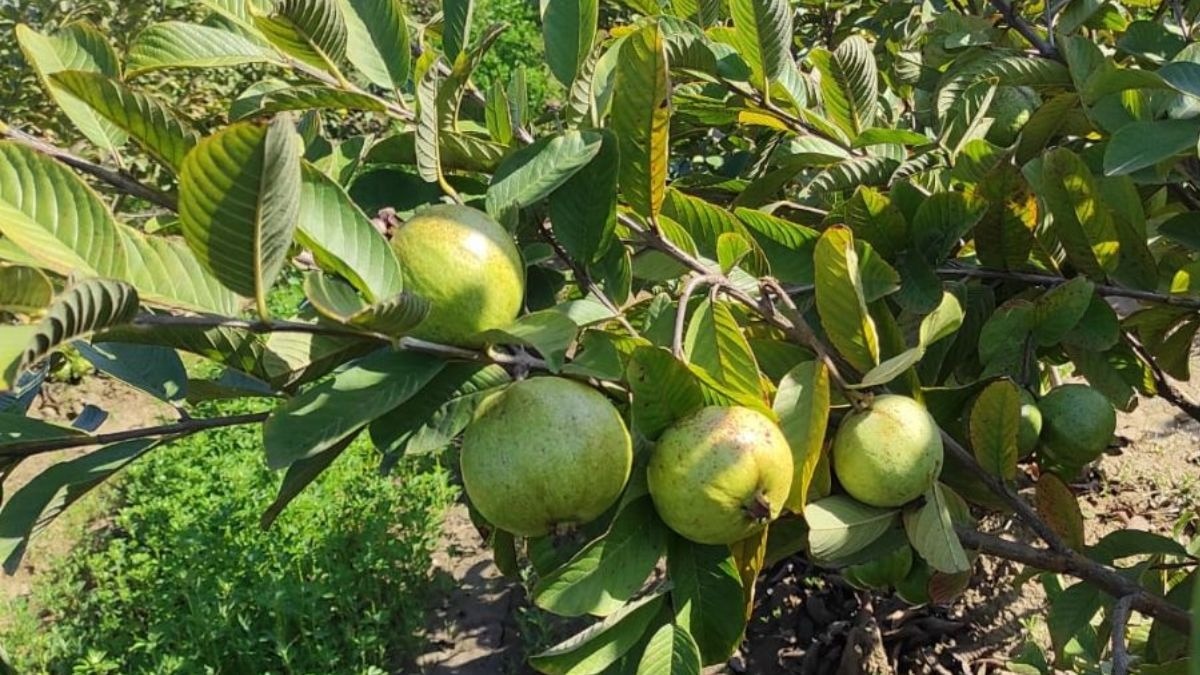 खेती के साधारण लेकिन असरदार टिप्स