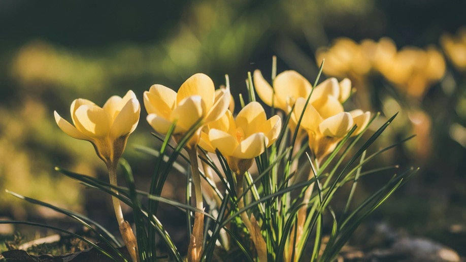 गार्डन में लगाएं ये रंग-बिरंगे फूल, वसंत से लेकर पतझड़ तक रहेगा खूबसूरत माहौल