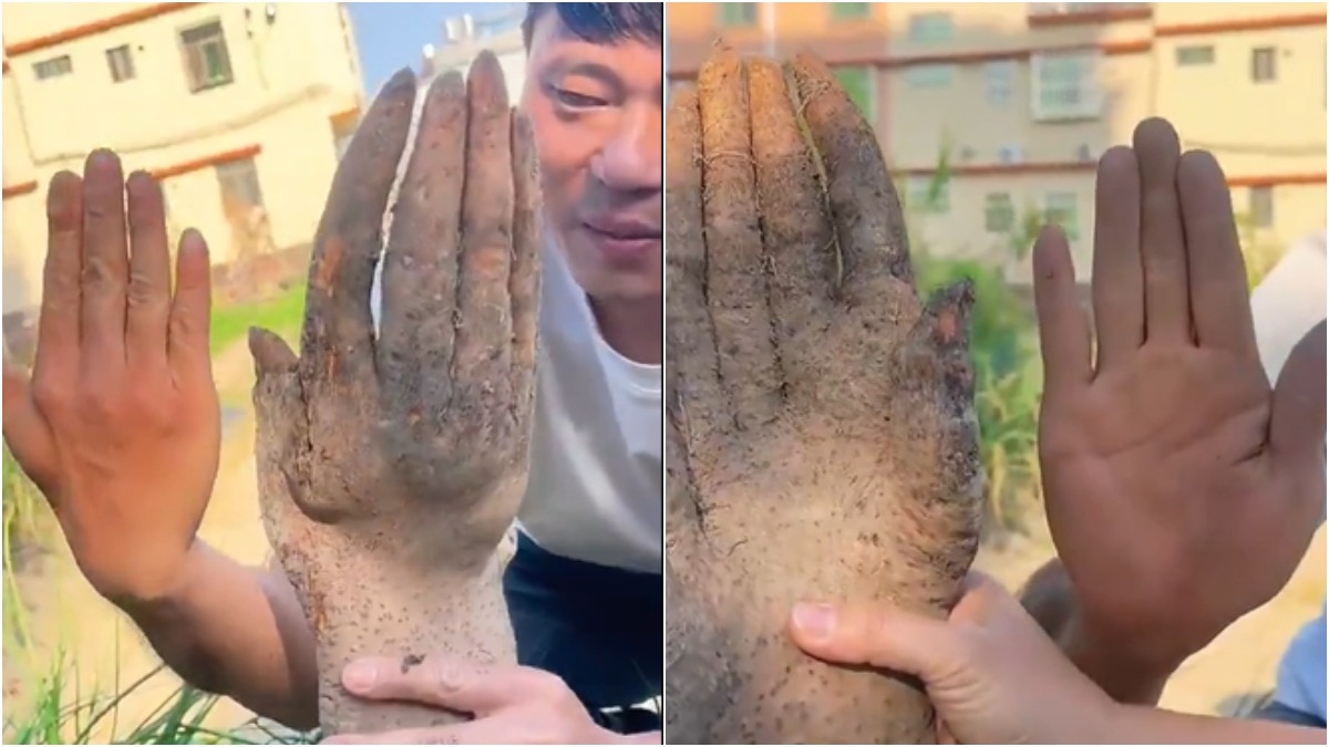 बाप रे! सब्जी है या इंसानी हाथ, खेत से निकली चीज देख हर कोई दंग