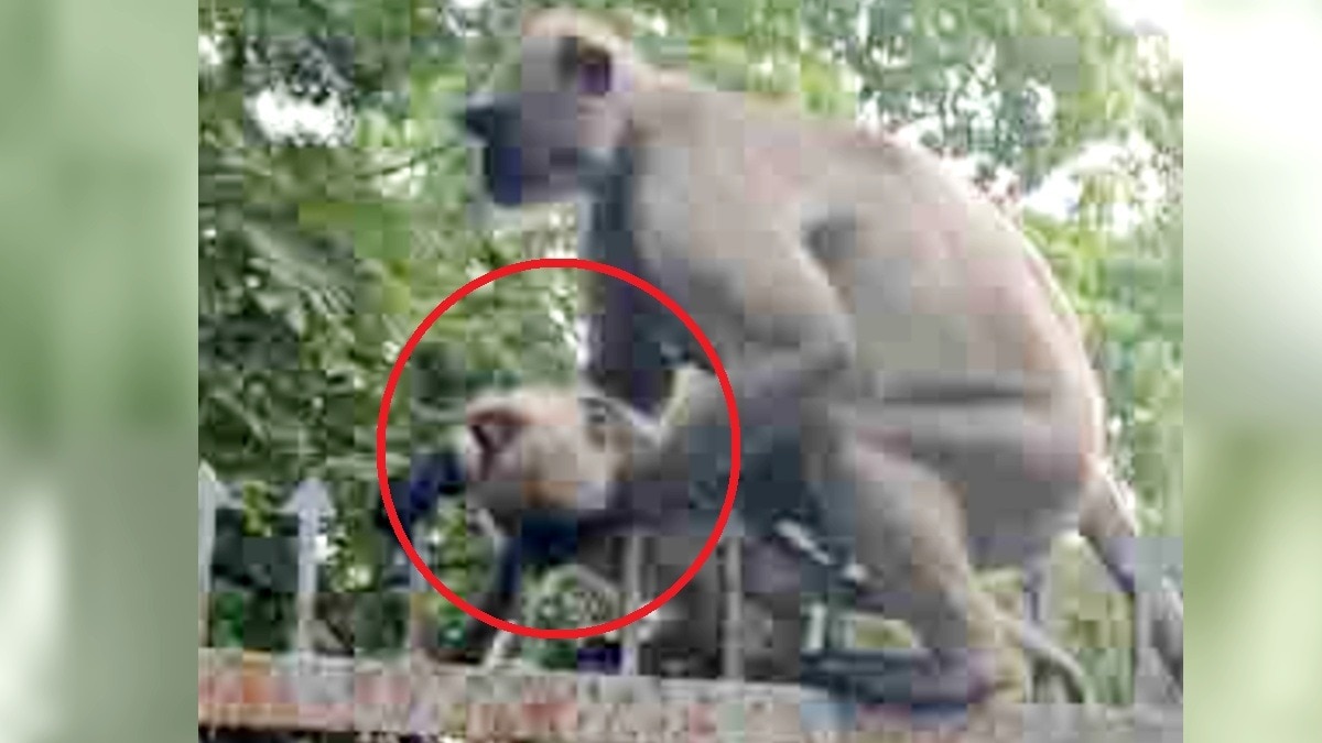 भोजन की तलाश में शहर पहुंचा था लंगूरों का दल.(Photo:ITG)