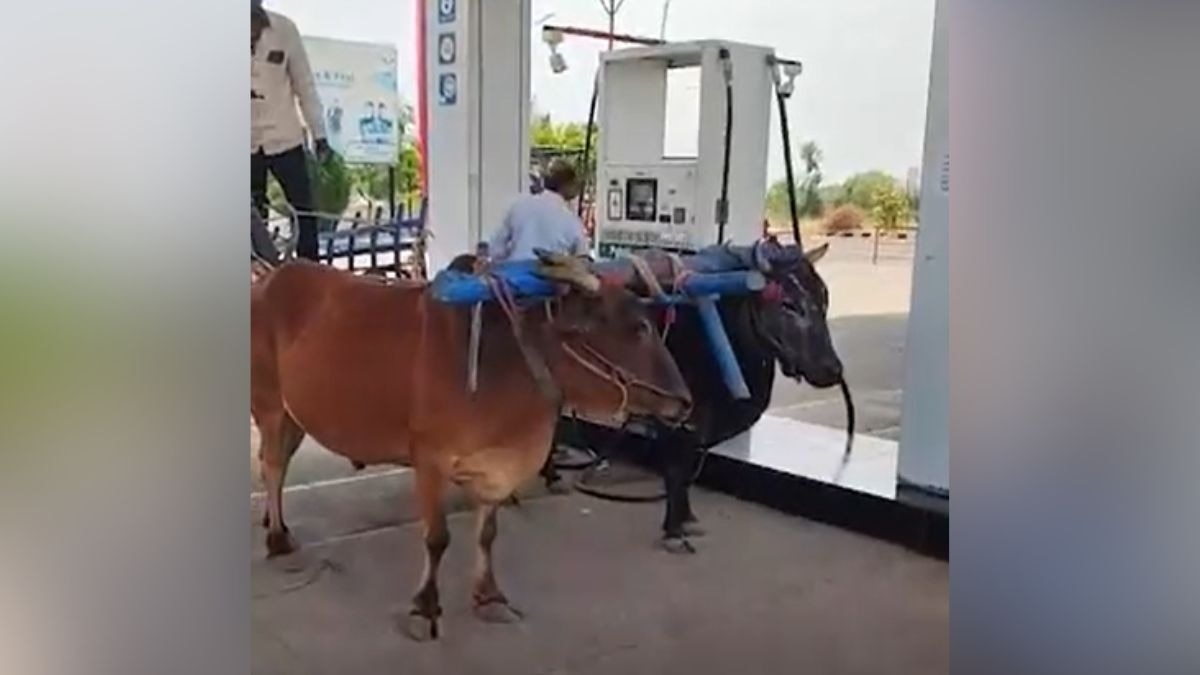 पेट्रोल पंप पर बैलगाड़ी... देखकर लोग हैरान, बाइक लादकर फ्यूल भरवाने पहुंचा युवक, Video