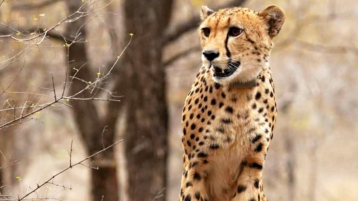 CM मोहन यादव ने शेयर की मुखी की तस्वीरें.(Photo:ITG)