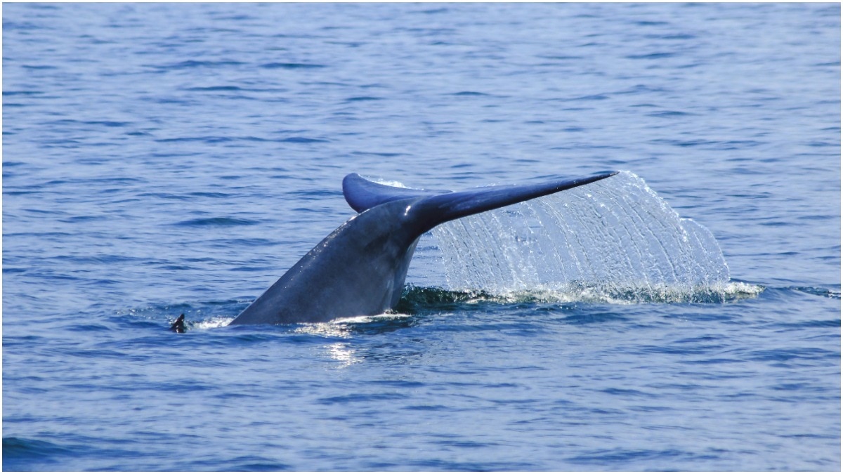 अचानक सामने आई व्हेल, सर्फर से टक्कर… हवा में उछल गया युवक