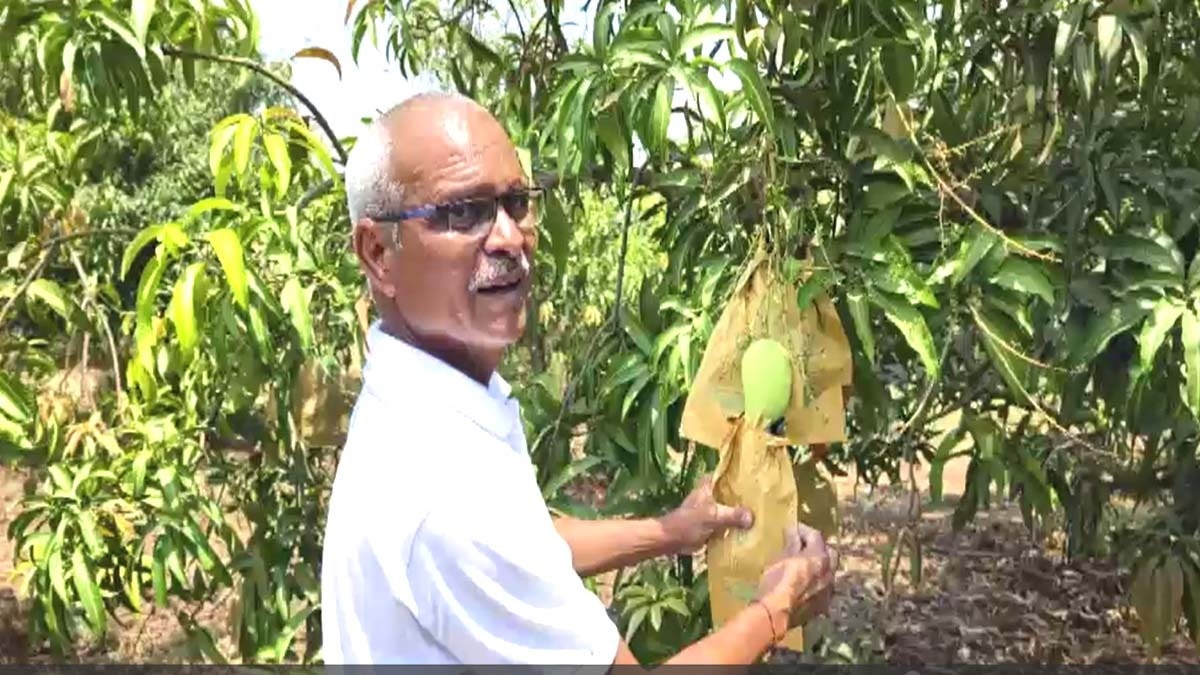 Valsad Mango Farmer (Photo-ITG)