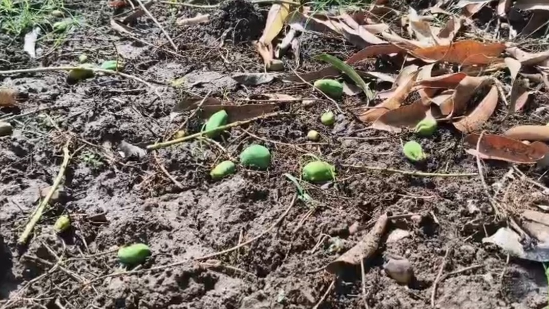 ओलों की वजह से पेड़ों पर लगे फल टूटकर नीचे गिर गए.