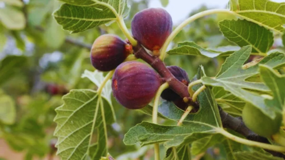 ये फसलें कम पानी में भी अच्छी उपज देती हैं