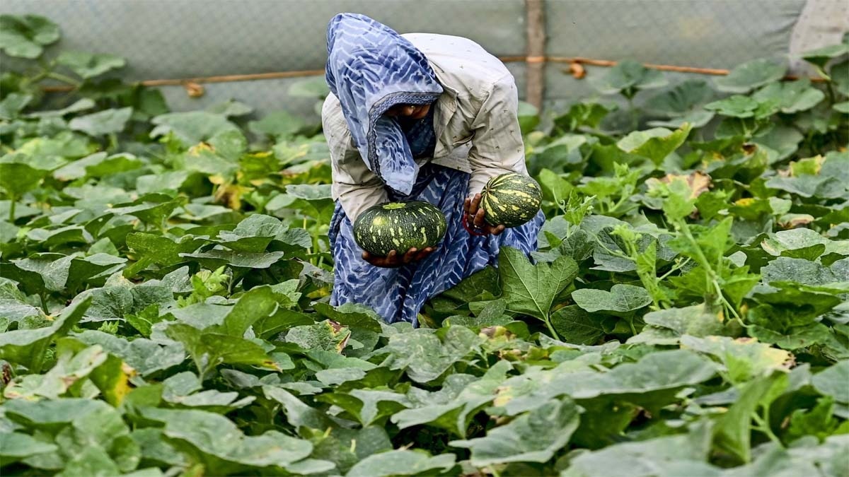काशी हरित वैरायटी के कद्दू का रंग गहरा हरा या हल्की धारियों वाला होता है (फाइल फोटो-PTI)
