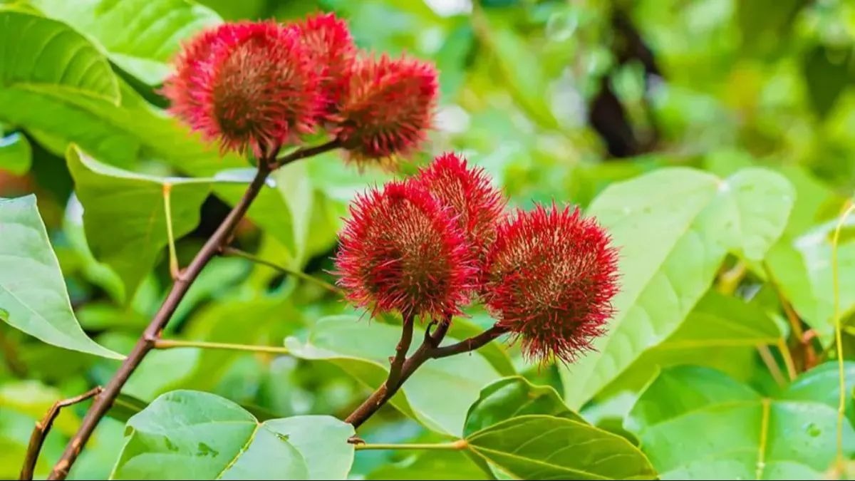 सिंदूर का पौधा