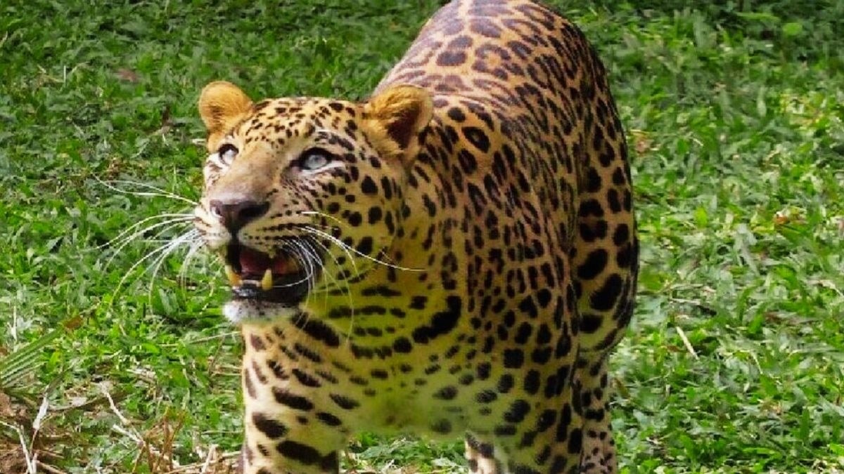 तेंदुए की वजह से आसपास के स्कूलों में कर दी गई छुट्टी. (Photo: Representational)