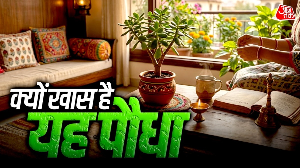  लकी पौधा