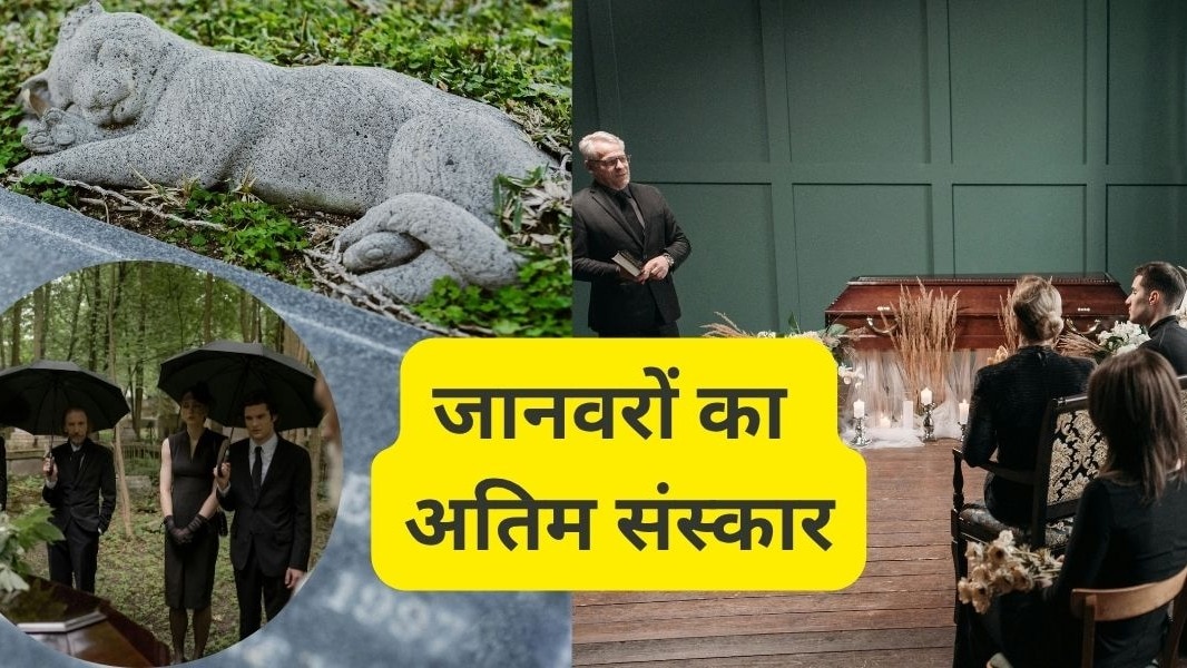 कुत्ते-बिल्ली के मरने के बाद भी पैसा भेज रहे लोग, पालतू जानवरों को लेकर नया ट्रेंड