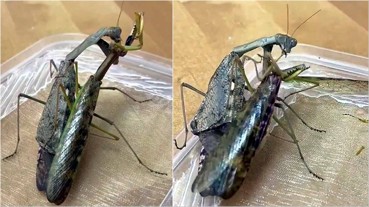 Female Praying Mantis Eats Male