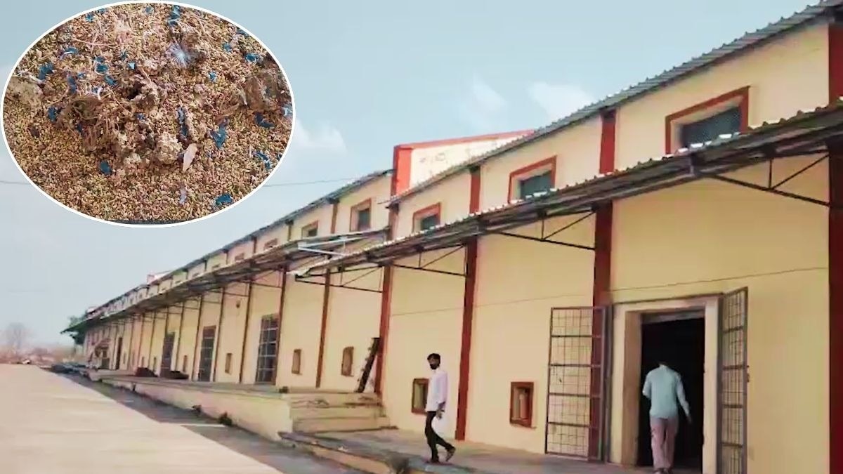 गेहूं के रखरखाव में करोड़ों का हो चुका खर्च. (Photo: Screengrab)