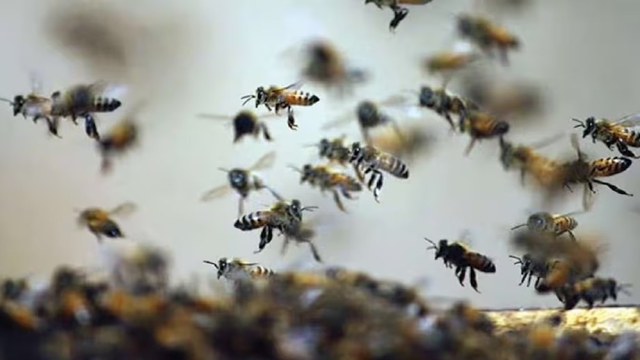 गुना के एक स्कूल में मधुमक्खियों ने मचाया तांडव. (Photo: Representational )