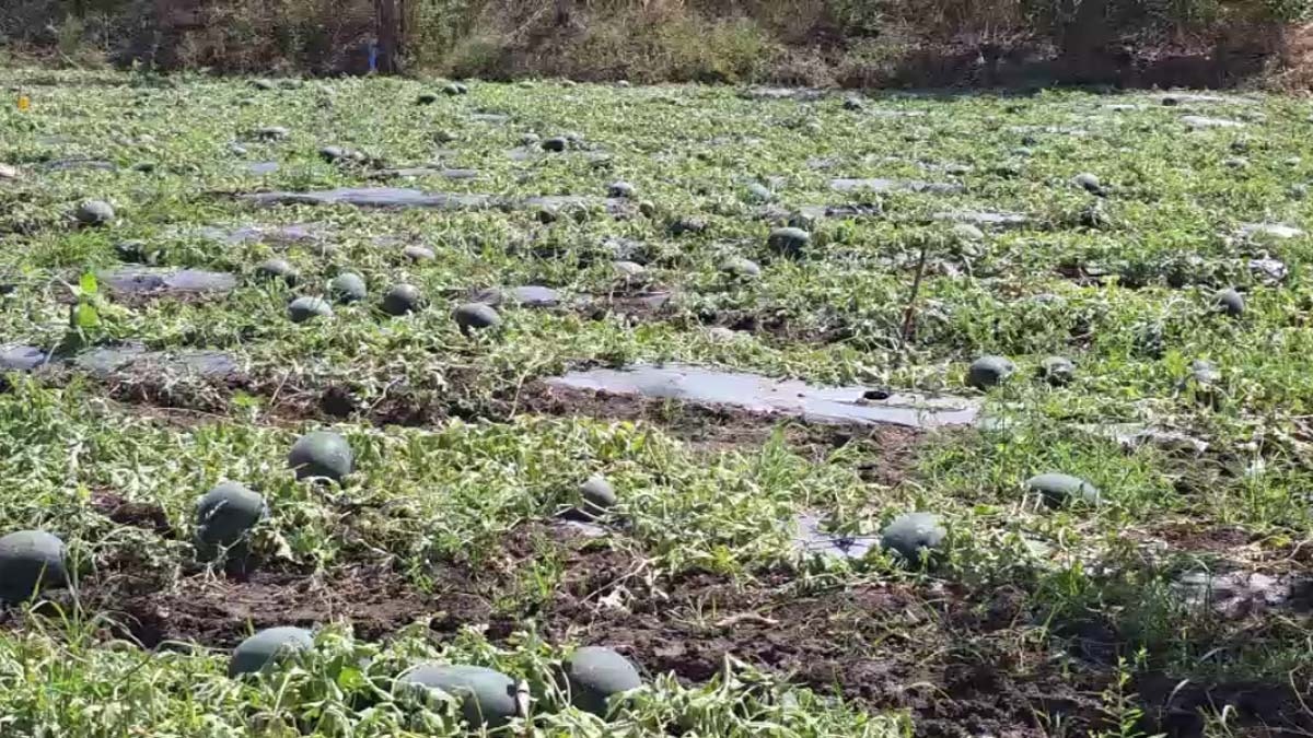 ओलों की मार से तरबूज फट गए हैं (Photo-ITG)