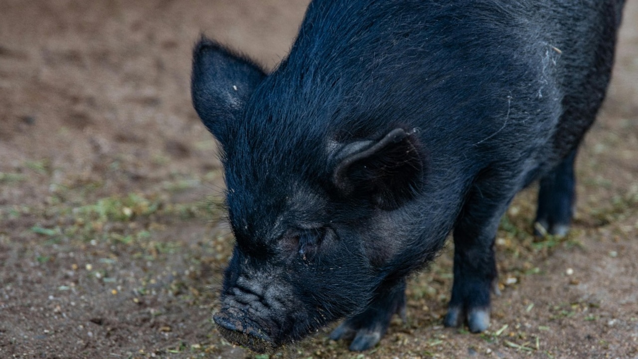 सूअर के स्पर्म की क्यों हो रही चर्चा, इस काम में इस्तेमाल कर रहे डॉक्टर्स