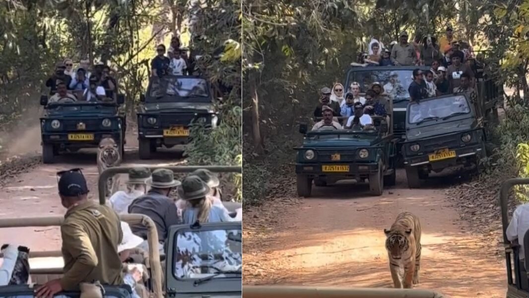 राजस्थान के रणथंभौर नेशनल पार्क में एक बाघ को सफारी जीपों द्वारा घेरने का वीडियो सोशल मीडिया पर वायरल हो रहा है. ( Photo: Instagram/@monty_thetraveller)