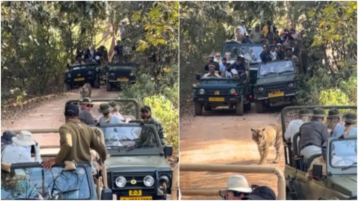 ranthambore tiger video, tiger safari jam, ranthambore safari viral