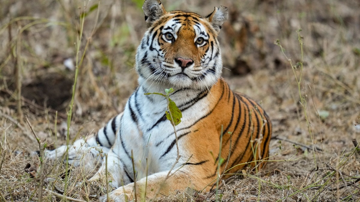 A tigress rests at the Pench Tiger Reserve in Nagpur. (Photo: PTI/File)