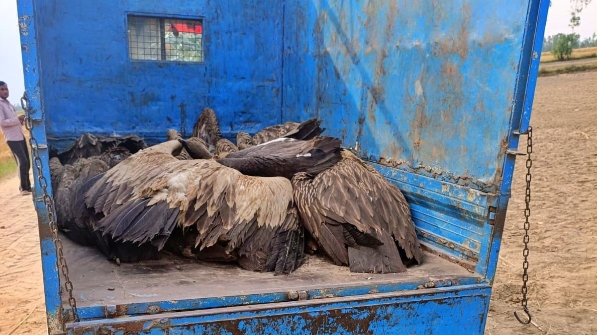 The vulture is an endangered species. (Photo: ITG)