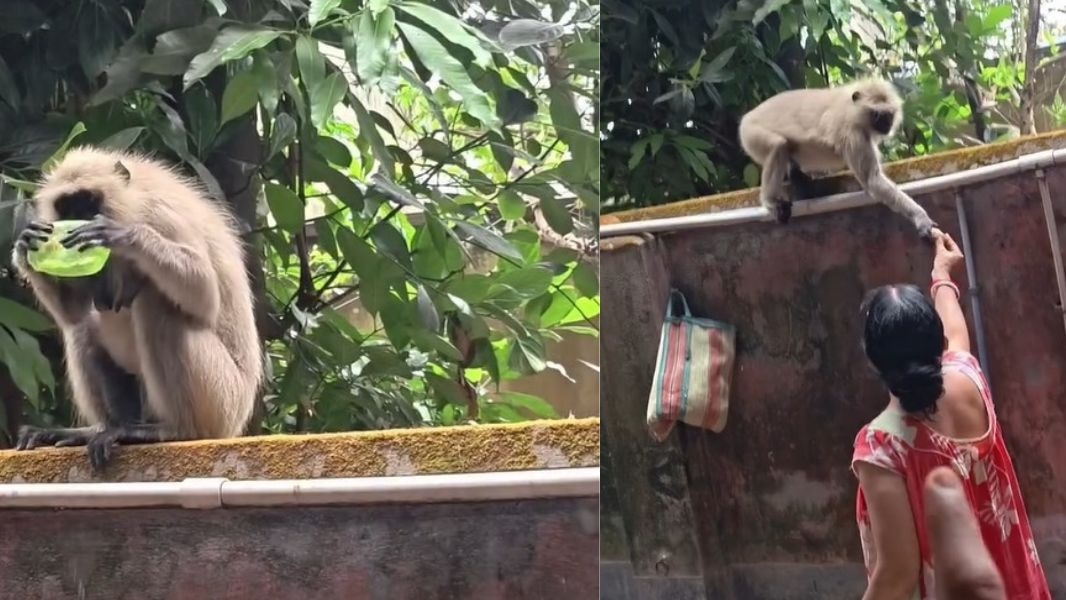 यह मजेदार और दिल छू लेने वाला वीडियो लोगों को खूब पसंद आ रहा है. (Photo: Instagram/@the_ultimateboss_pritam119)