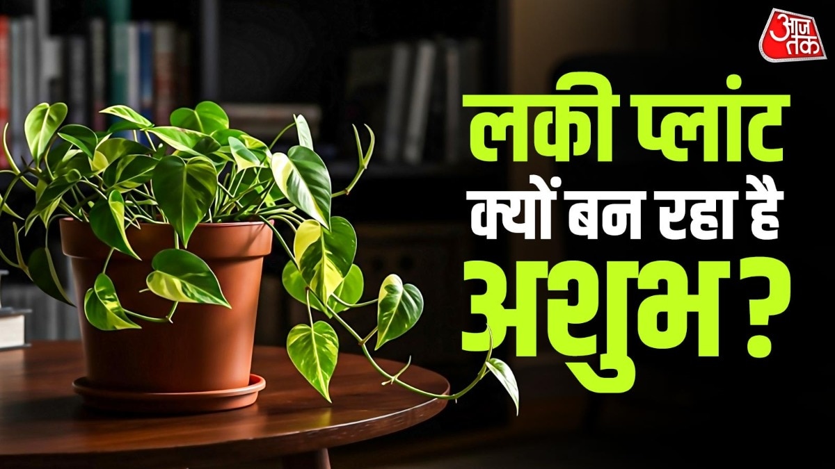 Lucky Plant Vastu 