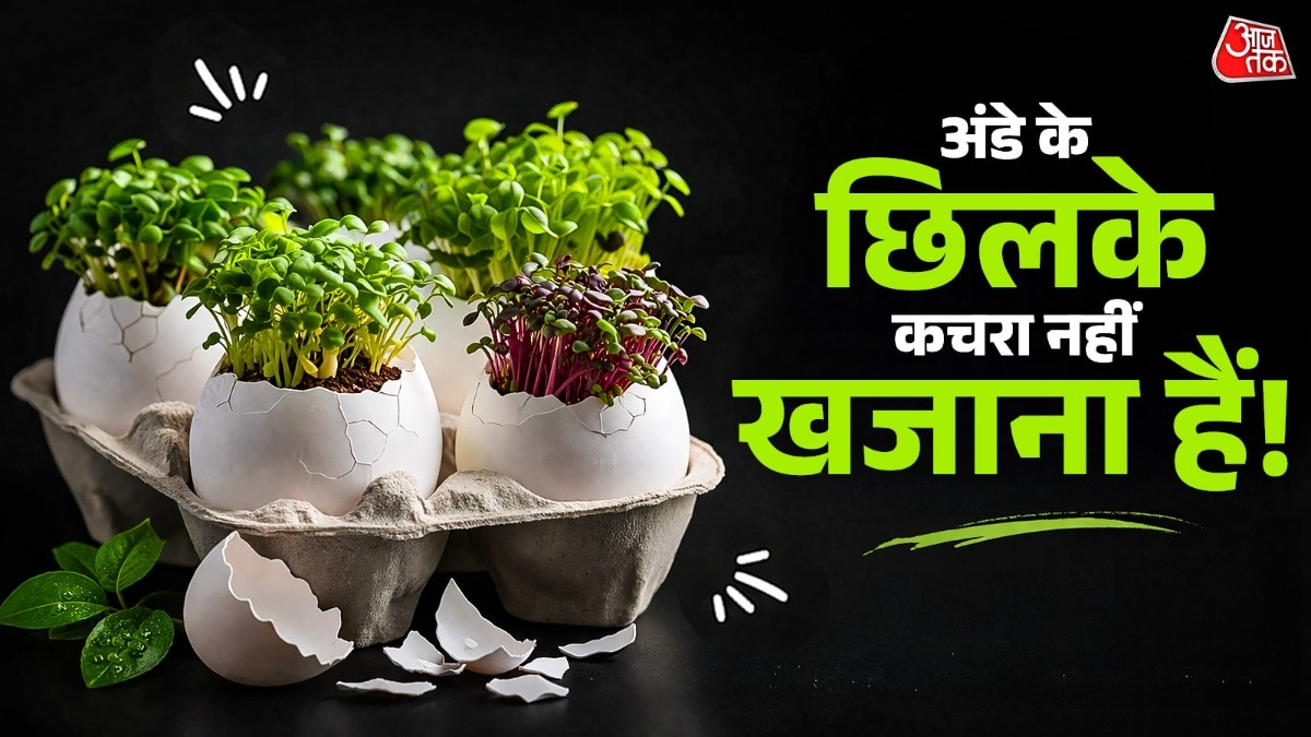 अंडे के छिलकों से पौधों के लिए खाद भी बढ़िया बनती है. (Photo: ITG)