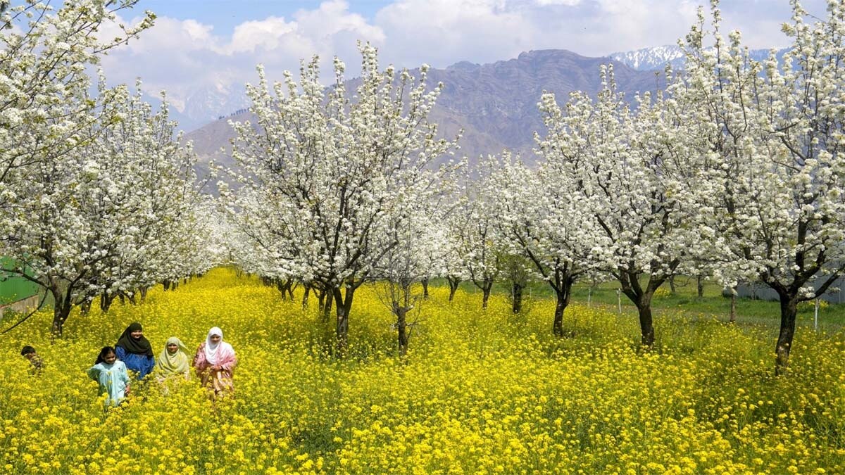 Spring Season (File Photo- PTI)
