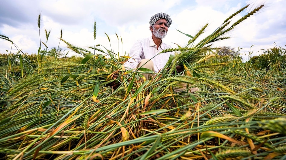 बेमौसम बारिश में भीग गई है फसल तो परेशान ना हों किसान, कृषि विभाग के बताए ये उपाय बचा सकते हैं नुकसान - unseasonal rain wheat mustard crop damage uttar pradesh farmer
