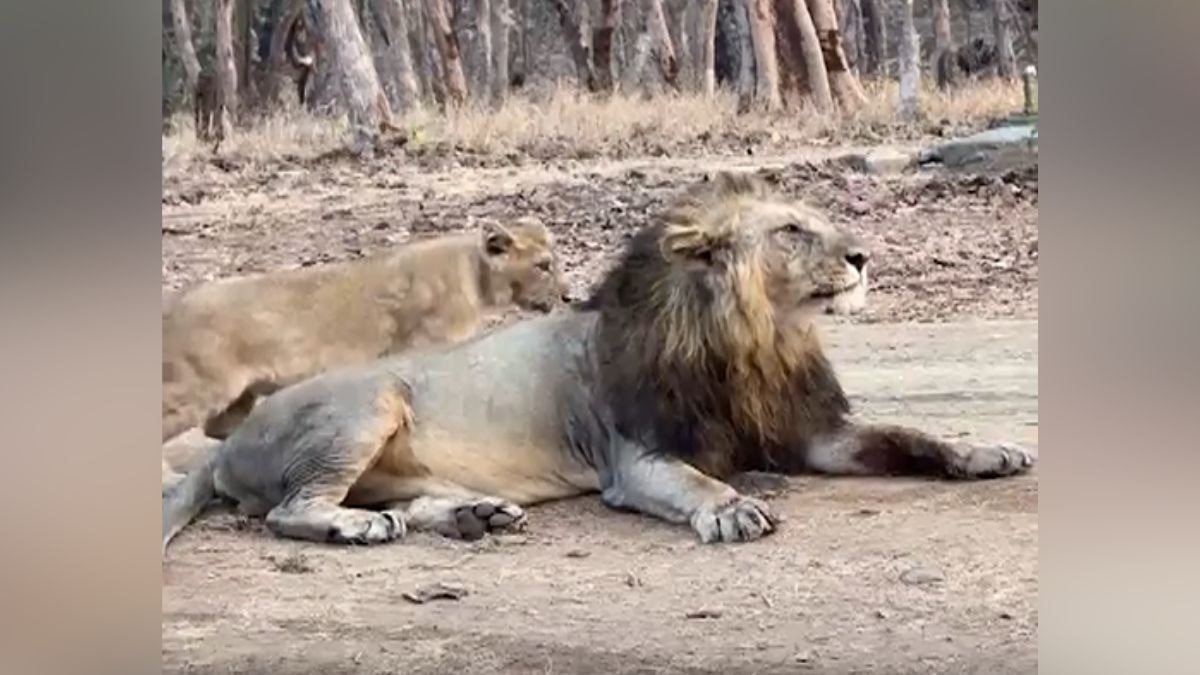 जूनागढ़ के जंगल में शावकों के साथ खेलता दिखा शेर. (Photo: Screengrab)