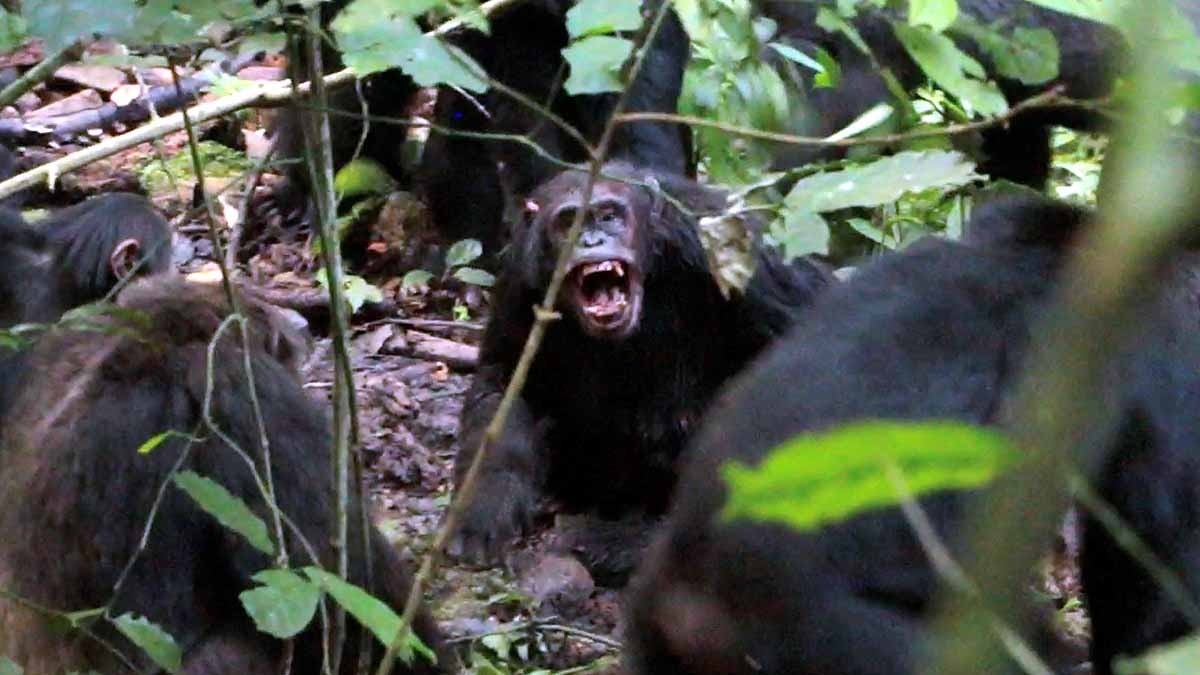 ये तस्वीर 2019 की है जब चिम्पैंजियों के एक समूह ने दूसरे समूह के अकेले चिम्पैंजी को घेरकर हमला किया. इसी का विरोध करता अकेला चिम्पैंजी. (File Photo: Reuters)