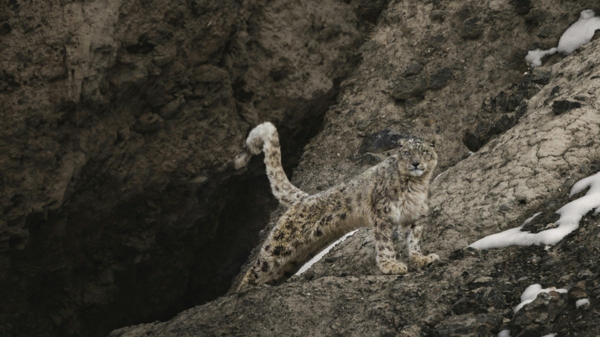 snow-leopard-spotted-ladakh-mother-with-cubs-viral-video