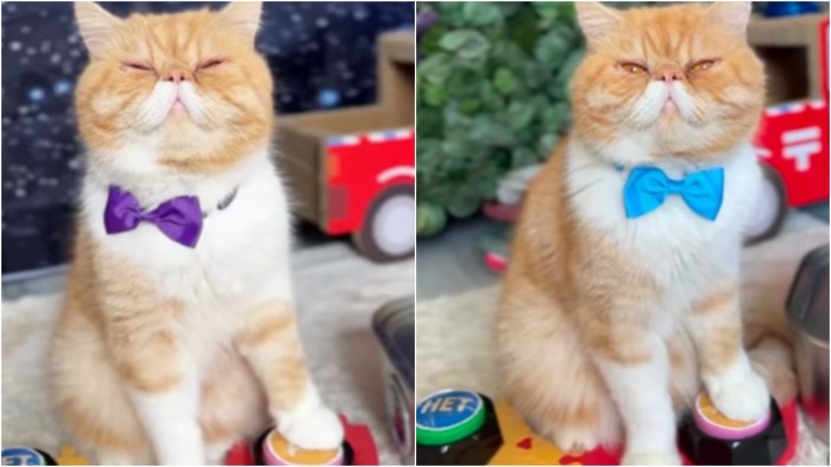  predicting cat Russia social media