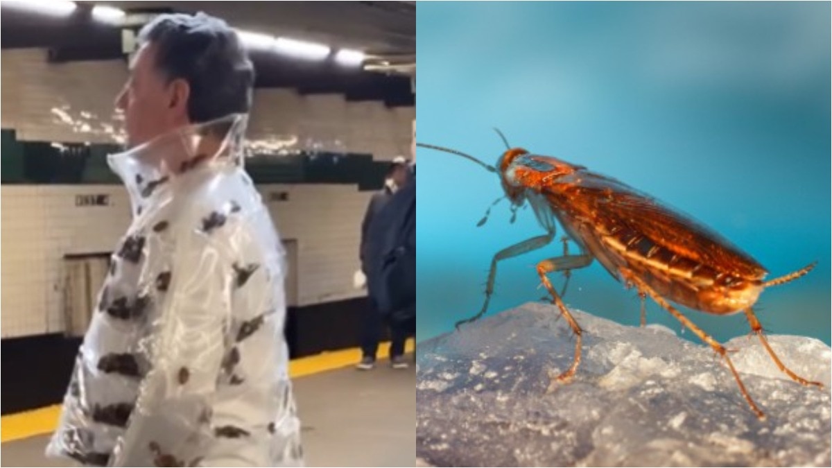 cockroach jacket viral, roachcoat NYC subway