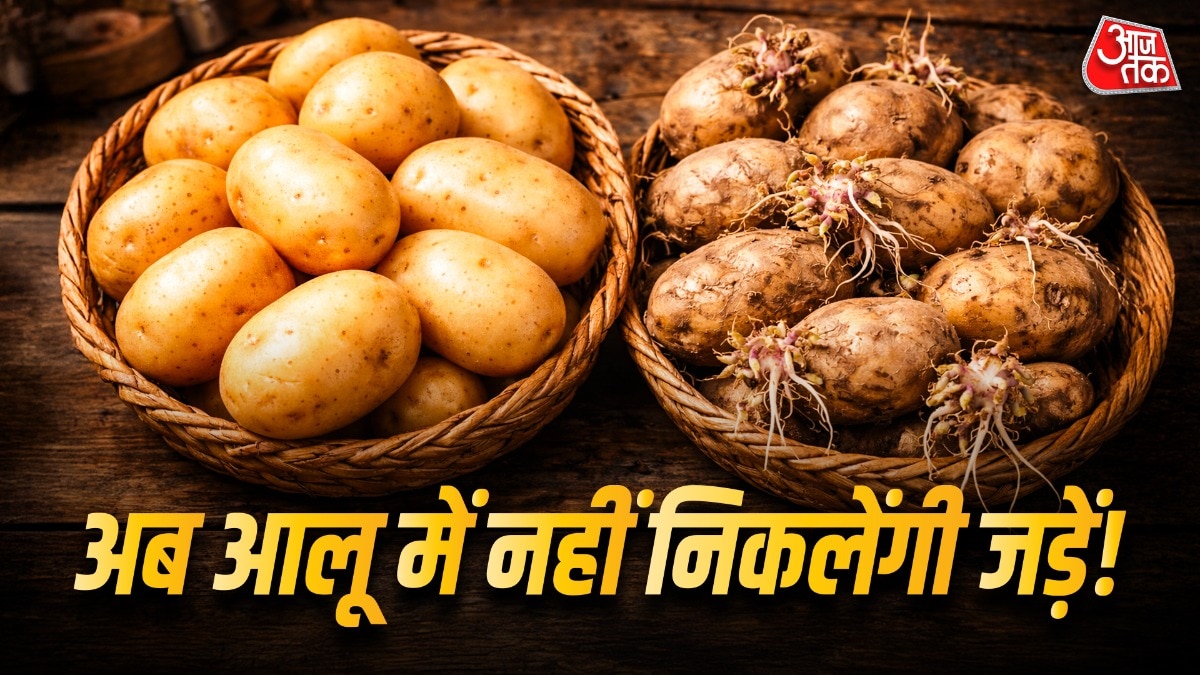 Potato Storage Tips (Photo: ITG)