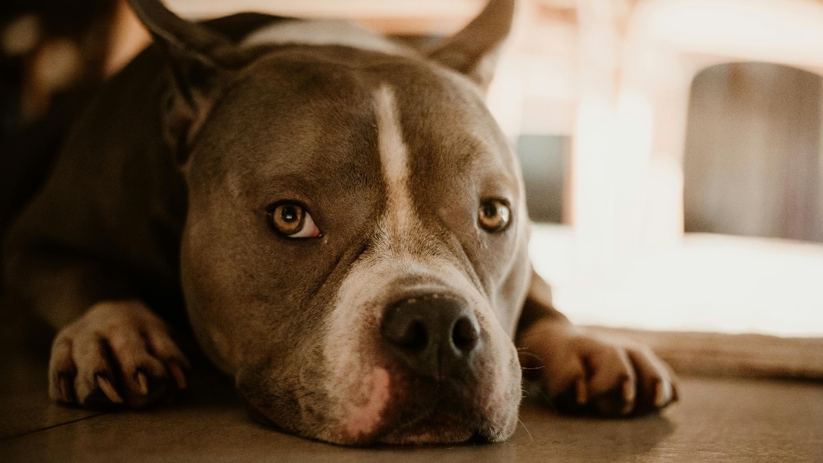 सिक्योरिटी के लिए रखा था, मगर बीमार मालकिन का मुंह ही चबा गया पिटबुल!