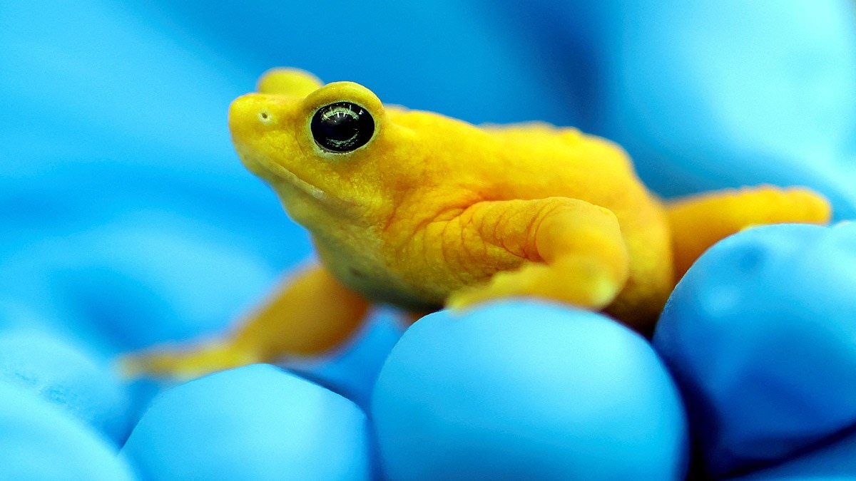 पनामा एम्फीबियन रेस्क्यू एंड कंजर्वेशन प्रोजेक्ट के डायरेक्टर रोबर्टो इबानेज सुनहरा मेंढक दिखाते हुए. (Photo: Reuters)