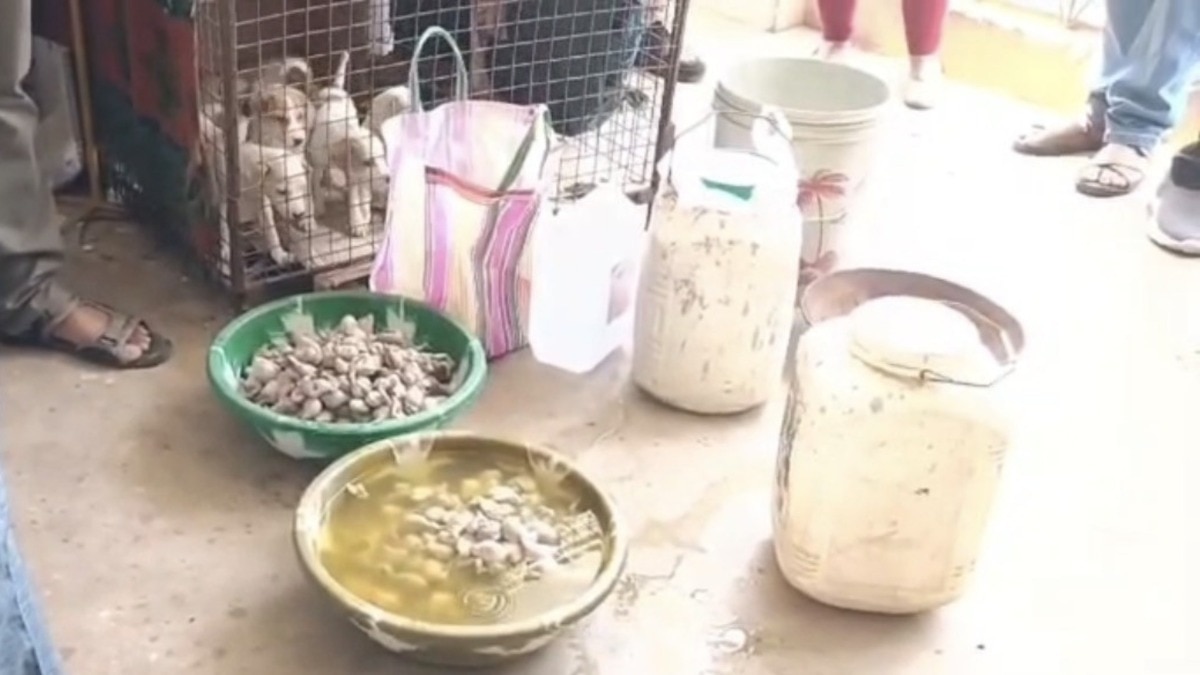 mandla dog sterilization scam