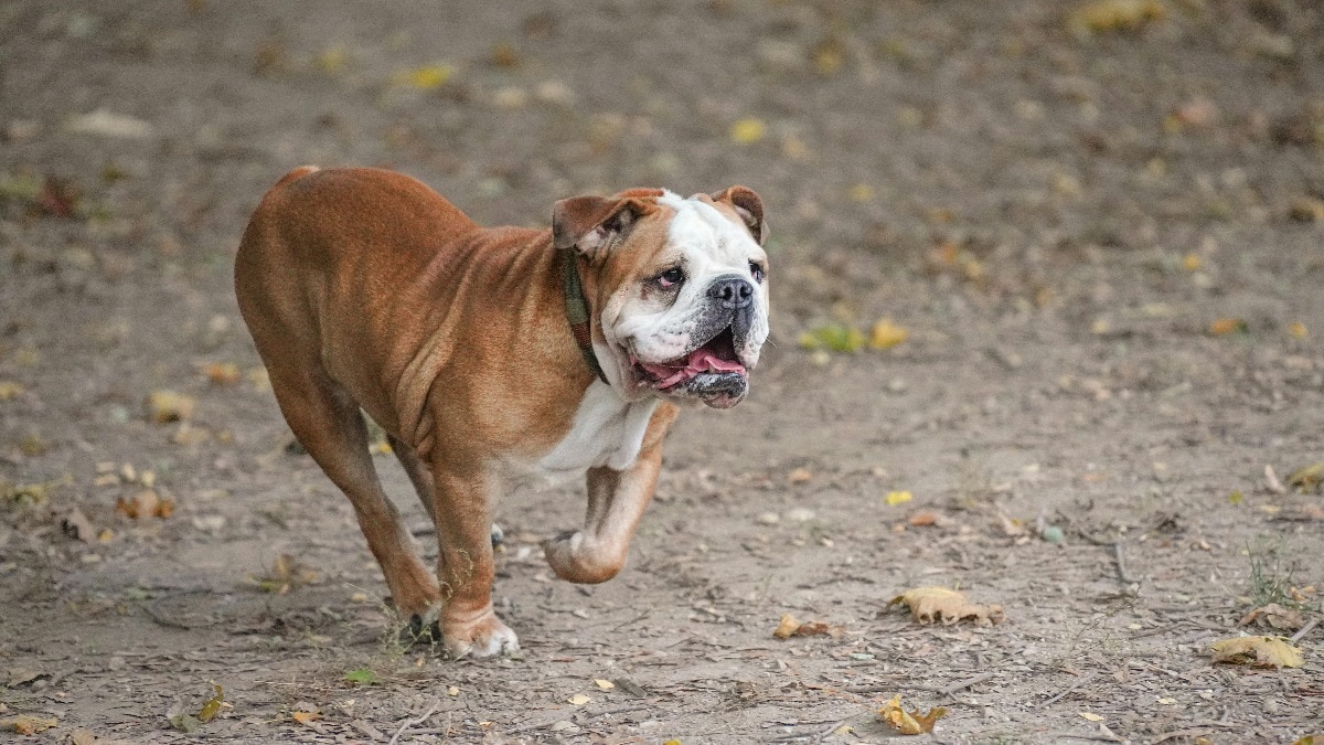 viral dog earns more than owner UK