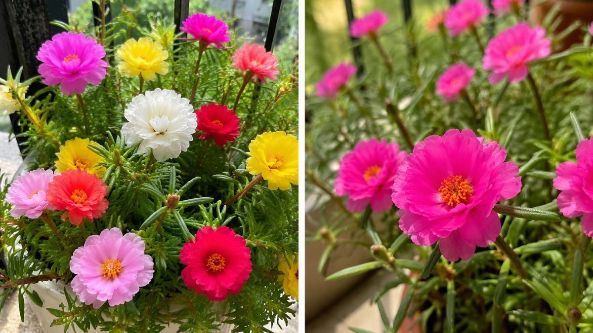 छोटा सा नौबजिया पौधा लाता है बरकत, लगाते वक्त ना करें ये वास्तु की गलती