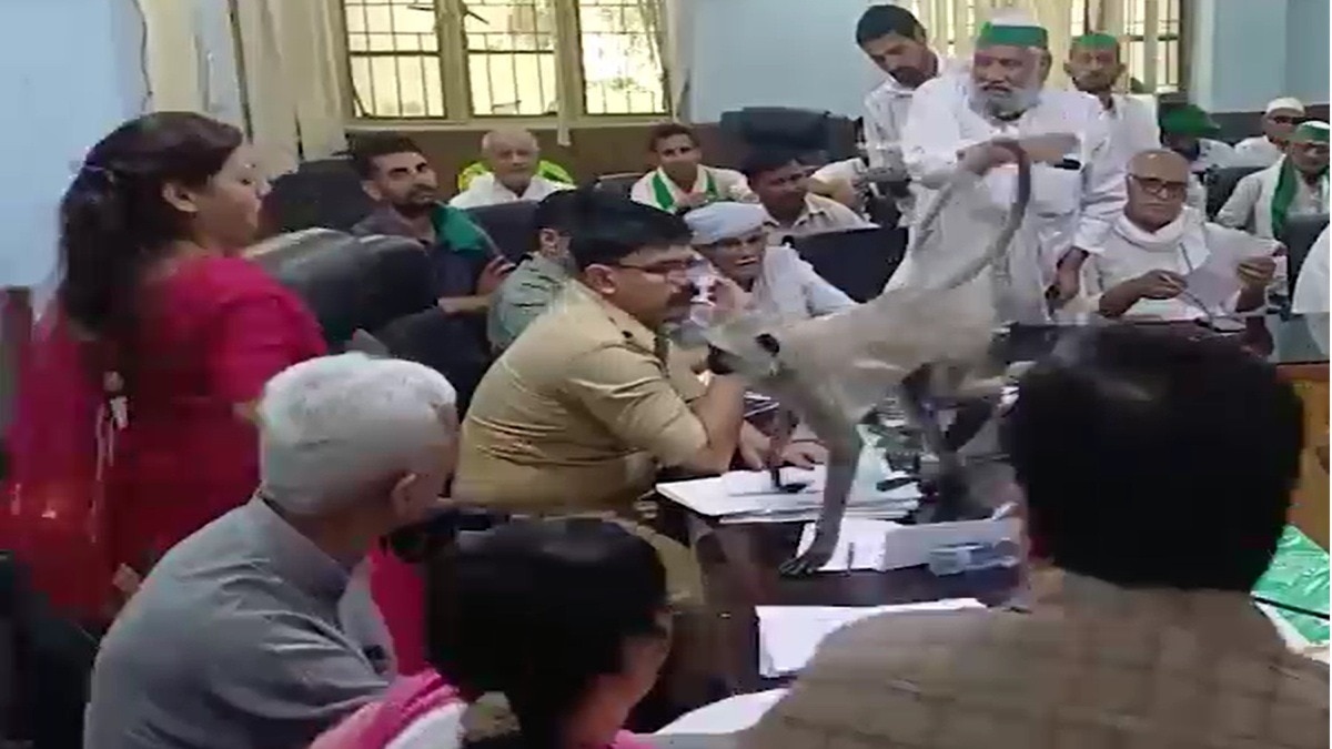 किसान दिवस की बैठक में ‘VIP’ बना लंगूर (Photo: Screengrab)