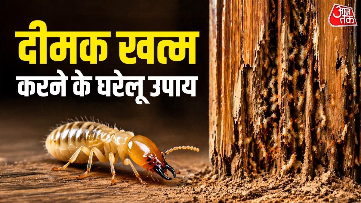 दीमक खत्म करने में कुछ घरेलू तरीके मदद कर सकते हैं. (Photo: AI Generated)