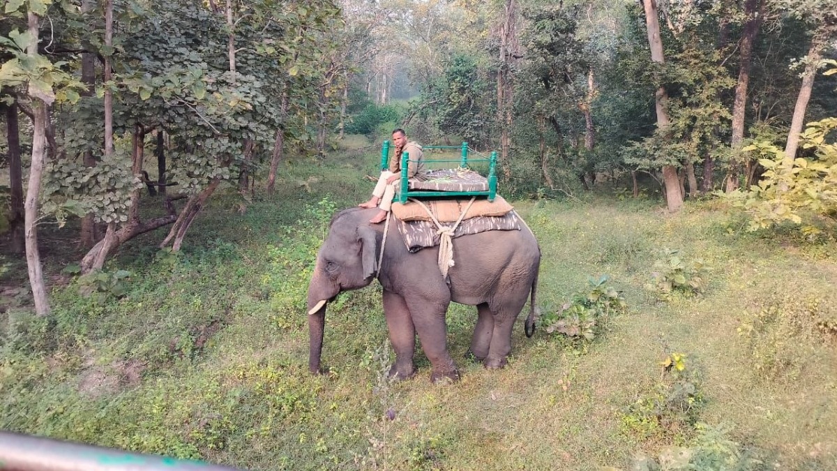 जंगल में घुसना पड़ा भारी.(Photo: Puneet Kapoor/ITG)