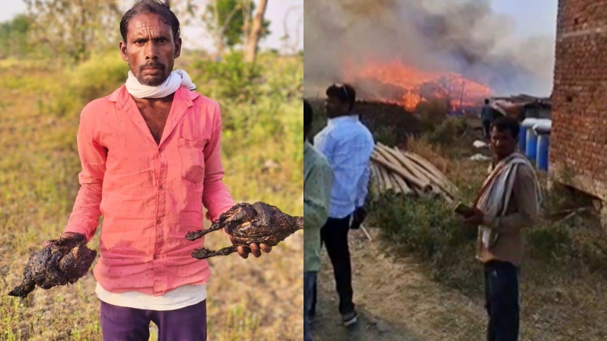 पोल्ट्री फार्म में आग लगने से 4 हजार मुर्गे जले, मची 'रोस्टेड' चिकन लूटने की होड़