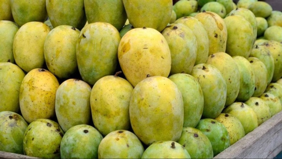 क्या कैल्शियम कार्बाइड से पकाए जाते हैं फल. (सांकेतिक फोटो)